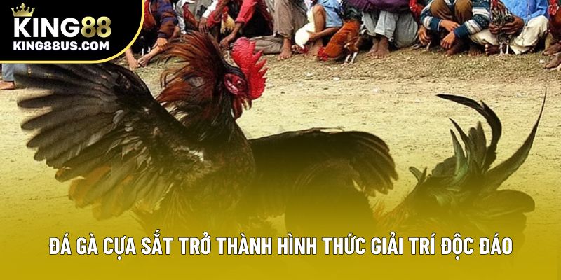 Đá gà cựa sắt trở thành hình thức giải trí độc đáo