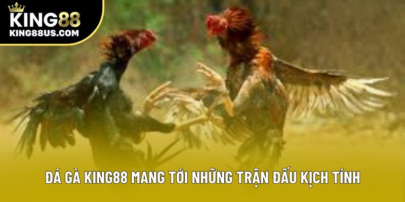 Đá gà King88 mang tới những trận đấu kịch tính Đá gà King88 mang tới những trận đấu kịch tính