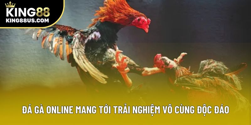 Đá gà online mang tới trải nghiệm vô cùng độc đáo Đá gà online mang tới trải nghiệm vô cùng độc đáo