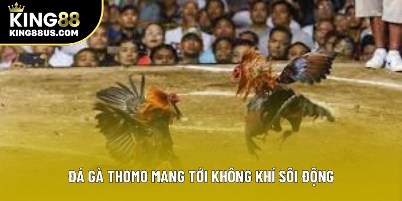 Đá Gà Thomo mang tới không khí sôi động